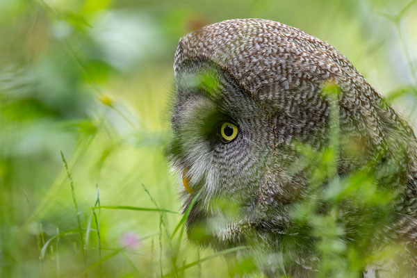 Bartkauz (Strix nebulosa) 