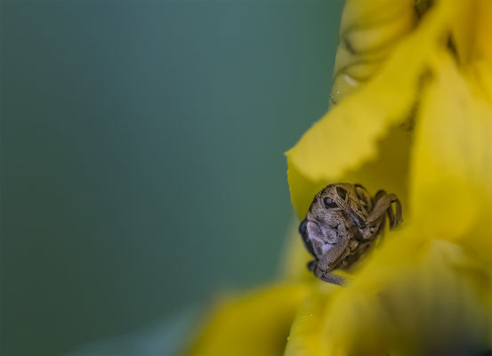 Weisspunktiger-Schwertlilienrüssler