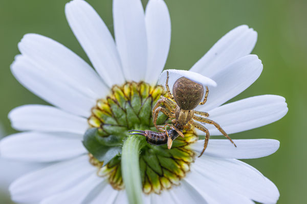  Krabbenspinne ( Xysticus kochi ) 