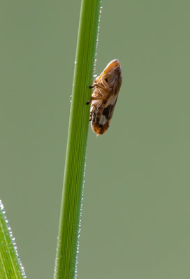 Wiesenschaum-Zikade (Philaenus spumarius)