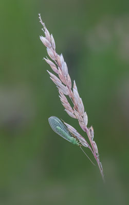 Gemeine Florfliege (Chrysoperla carnea) 