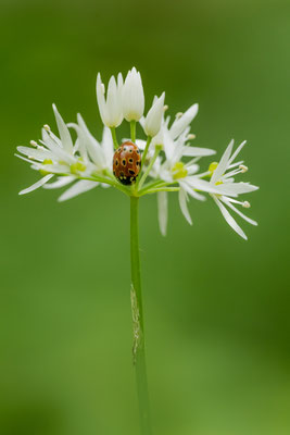Augenmarienkäfer (Anatis ocellata) 