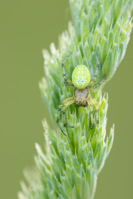 Kürbisspinne ( Araniella cf. cucurbitina )