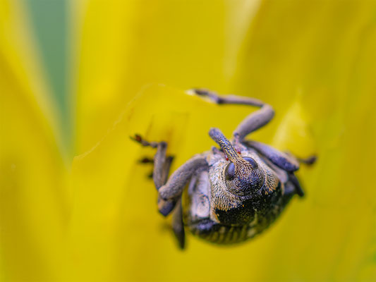 Weisspunktiger-Schwertlilienrüssler
