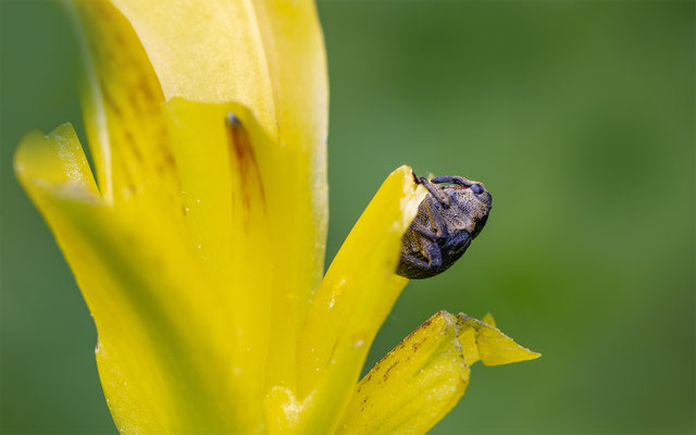 Weisspunktiger-Schwertlilienrüssler