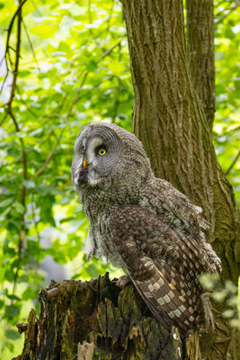 Bartkauz (Strix nebulosa) 