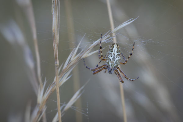 Eichblatt-Radspinne ( Aculepeira ceropegia )