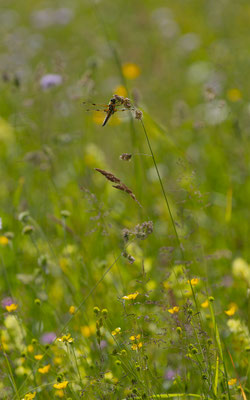 Vierfleck (Libellula quadrimaculata) 