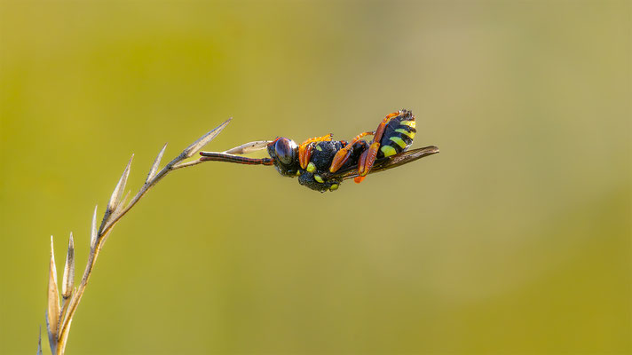 Wespenbiene (Nomada)