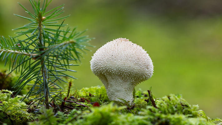 Flaschen-Stäubling (Lycoperdon perlatum) 
