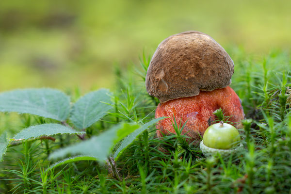Flokenstieliger Hexenröhling.