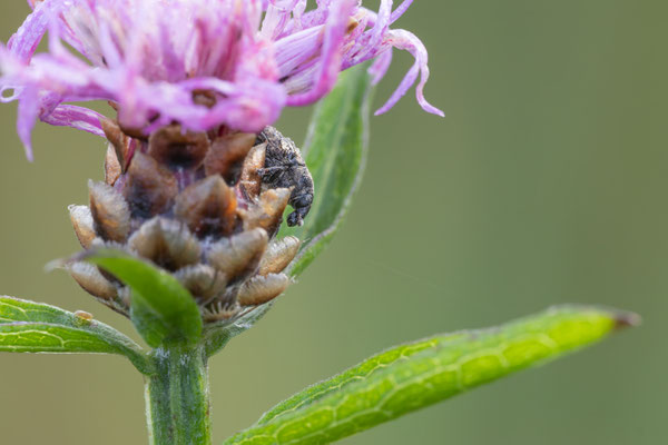 Länglicher Distelrüssler