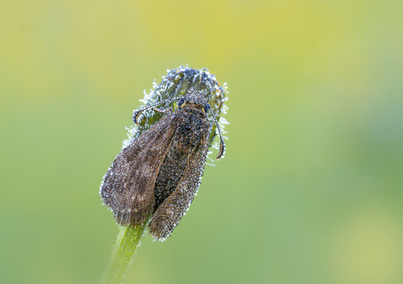 Kronwicken-Dickkopffalter (Erynnis tages) 