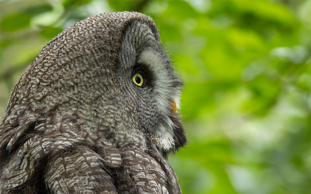 Bartkauz (Strix nebulosa) 