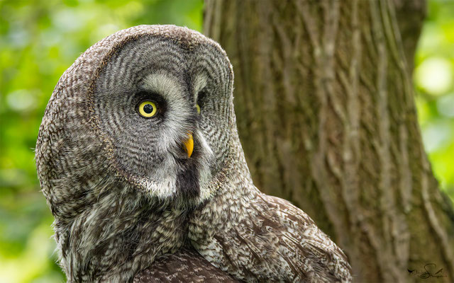 Bartkauz (Strix nebulosa) 