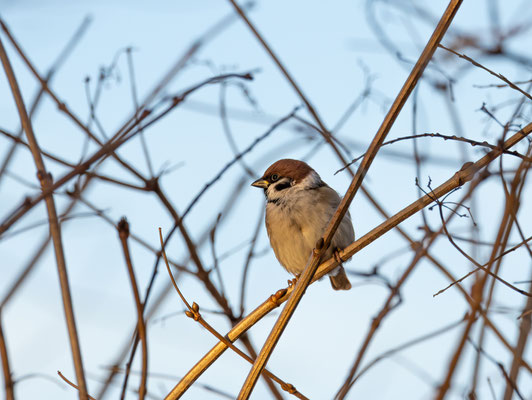 Feldsperling (Passer montanus)