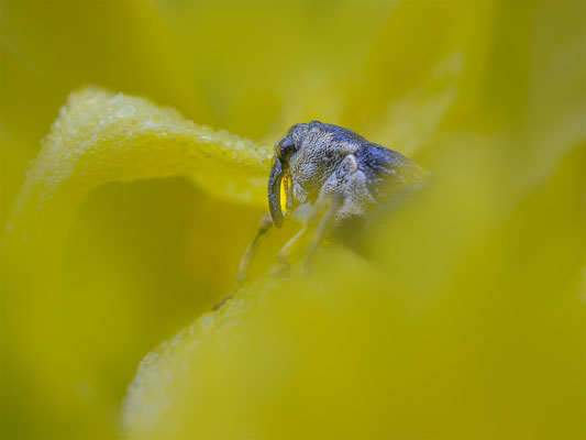 Weisspunktiger-Schwertlilienrüssler