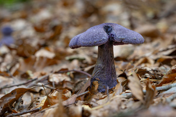 Dunkelvioletter Schleierling (Cortinarius violaceus) auch als Nachtpilz bekannt