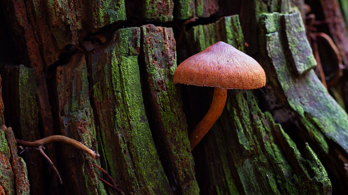 Hutroter Hautkopf ( Cortinarius Sanguineus ) Stark Giftig! 