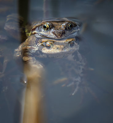 Grasfrosch mit Kröte (Rana temporaria )