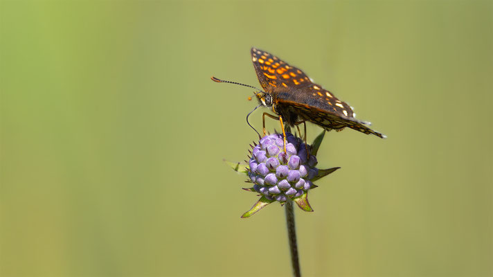 Baldrian-Scheckenfalter (Melitaea diamina) 