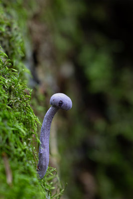 Violetter Lacktrichterling (Laccaria amethystina) 