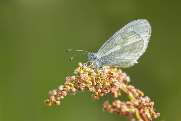 Senfweissling