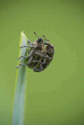 Länglicher Distelrüssler