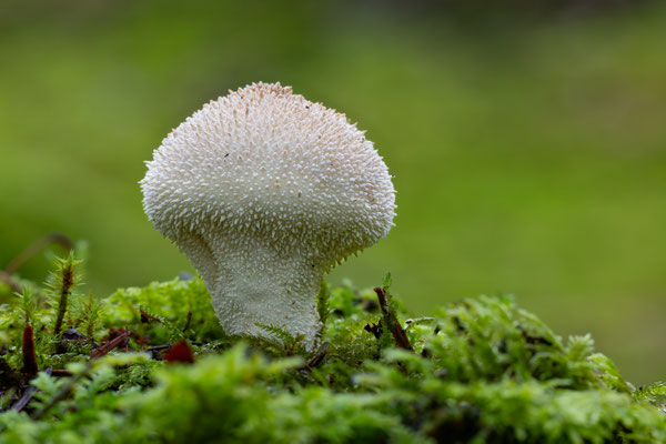 Flaschen-Stäubling (Lycoperdon perlatum) 