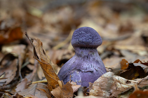 Dunkelvioletter Schleierling (Cortinarius violaceus) auch als Nachtpilz bekannt