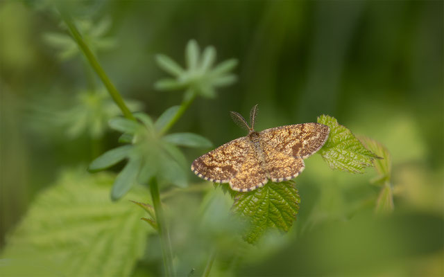 Heidespanner (Ematurga atomaria) Männchen