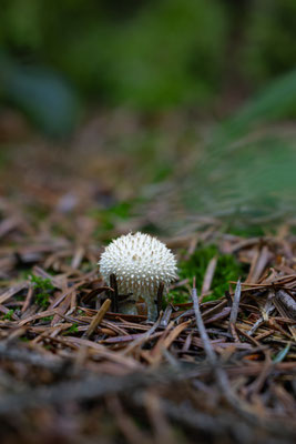 Flaschen-Stäubling (Lycoperdon perlatum) 