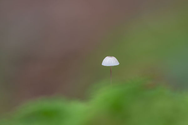 Aderblättriger Schwindling ( Marasmus Epiphyllus )