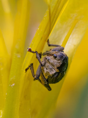 Weisspunktiger-Schwertlilienrüssler