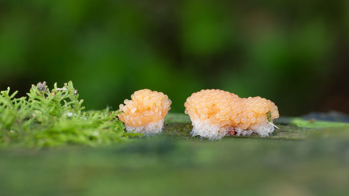 Fischeierschleimpilz