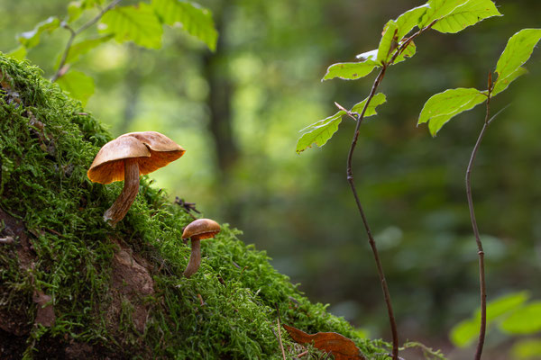 Gefleckt Blättriger Flämmling