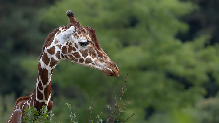 Netzgiraffe