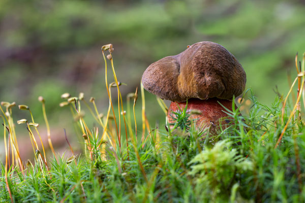 Flokenstieliger Hexenröhling.