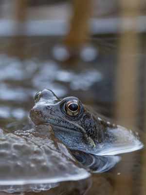 Grasfrosch (Rana temporaria )