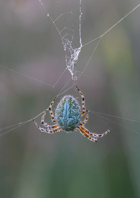 Eichblatt-Radspinne ( Aculepeira ceropegia )