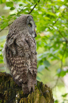 Bartkauz (Strix nebulosa) 