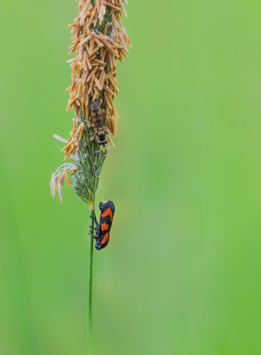 Gemeine Blutzikade (Cercopis vulnerata) 