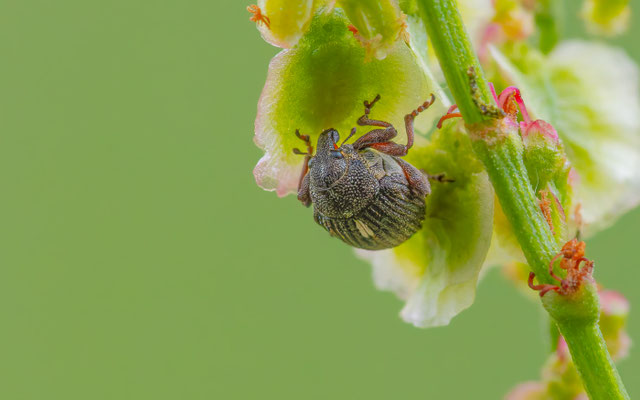 Ampfer-Dicknase (Rhinoncus pericarpius)