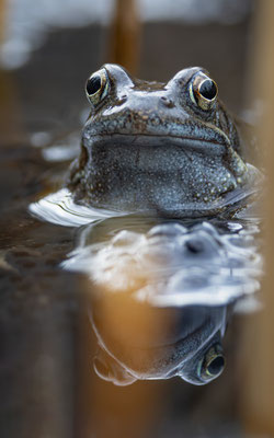Grasfrosch (Rana temporaria )