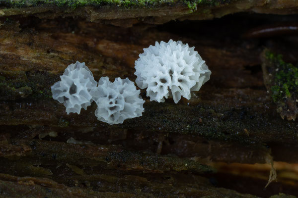 Weißes Netzpolster CERATIOMYXA PORIOIDES 