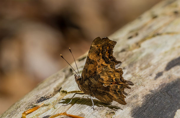 C-Falter (Polygonia c-album)