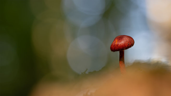 Hutroter Hautkopf ( Cortinarius Sanguineus ) Stark Giftig!