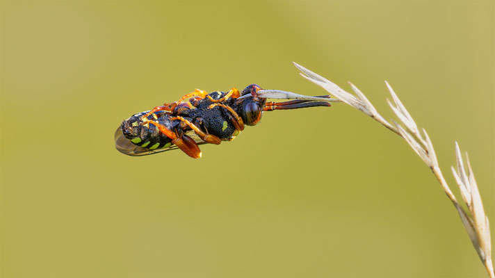 Wespenbiene (Nomada)