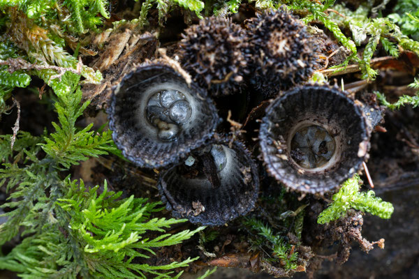 Gestreifter Teuerling