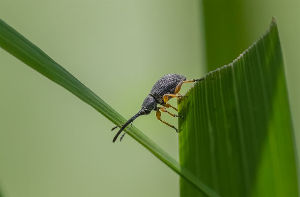 Langrüssliges Stockrosenspitzmäuschen